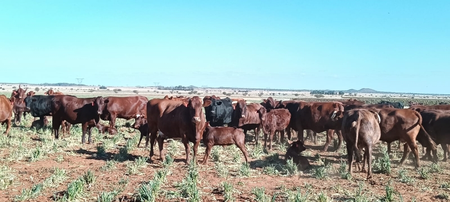 0 Bedroom Property for Sale in Petrusburg Free State
